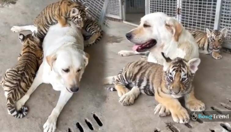 dog takes care of tiger babies