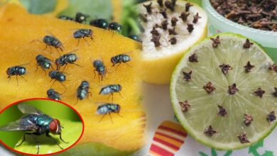 get rid of flies with these simple and effective tips