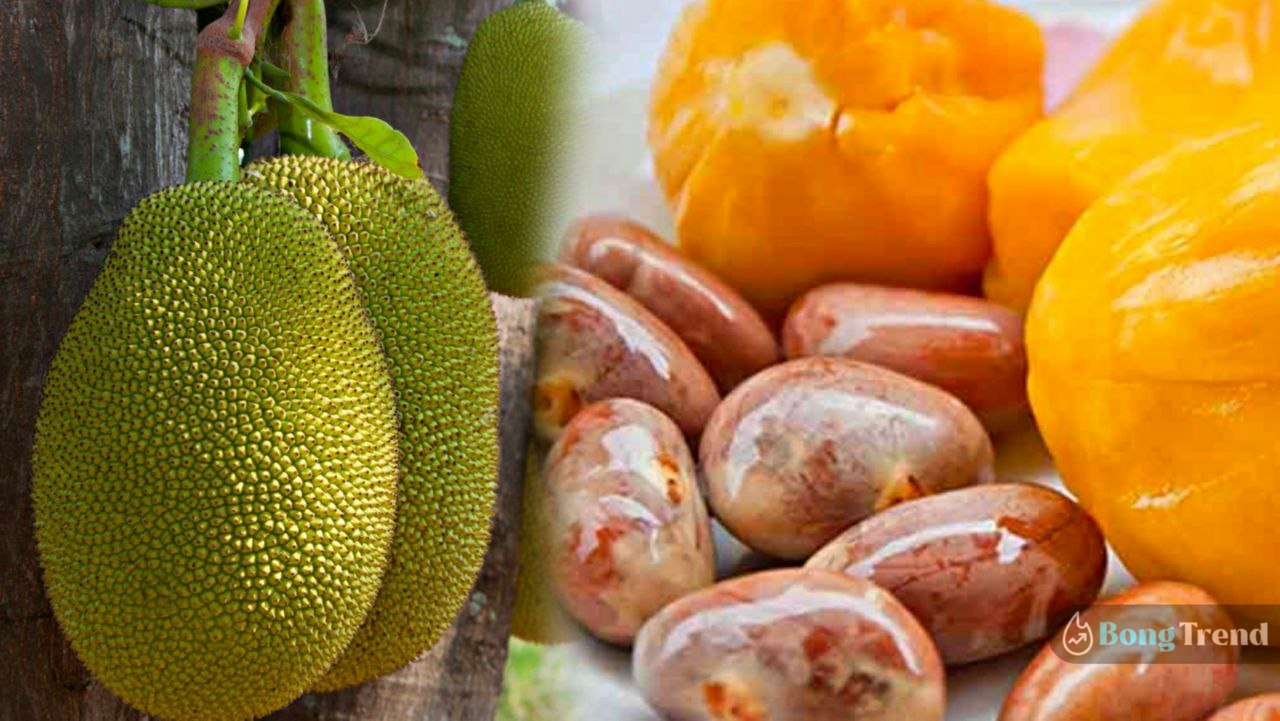 কাঁঠাল,জ্যাকফ্রুট,কাঁঠালের বীজ,কাঁঠালের উপকারিতা,ফল,পুরুষদের যৌনতা বাড়াতে কাঁঠাল উপকারী,jackfruit,jackfruit seeds,jackfruit effectiveness
