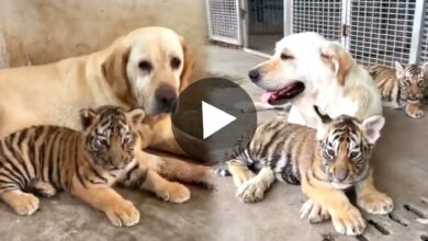 labrador dog taking care of baby tigers viral video