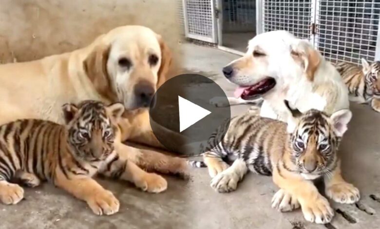 labrador dog taking care of baby tigers viral video