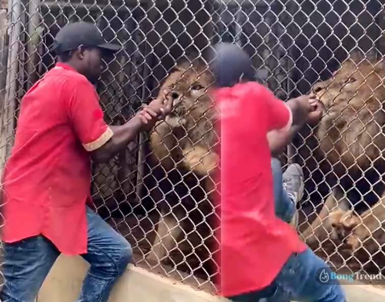 man trying to tease lion gets punishment lion bite his finger video