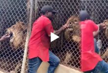 man trying to tease lion gets punishment lion bite his finger viral video