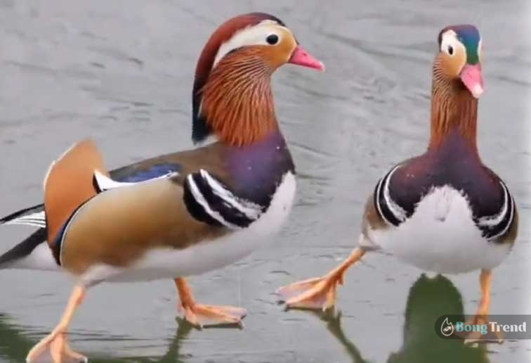 Mandarin Duck dancing like michle jackson video 1