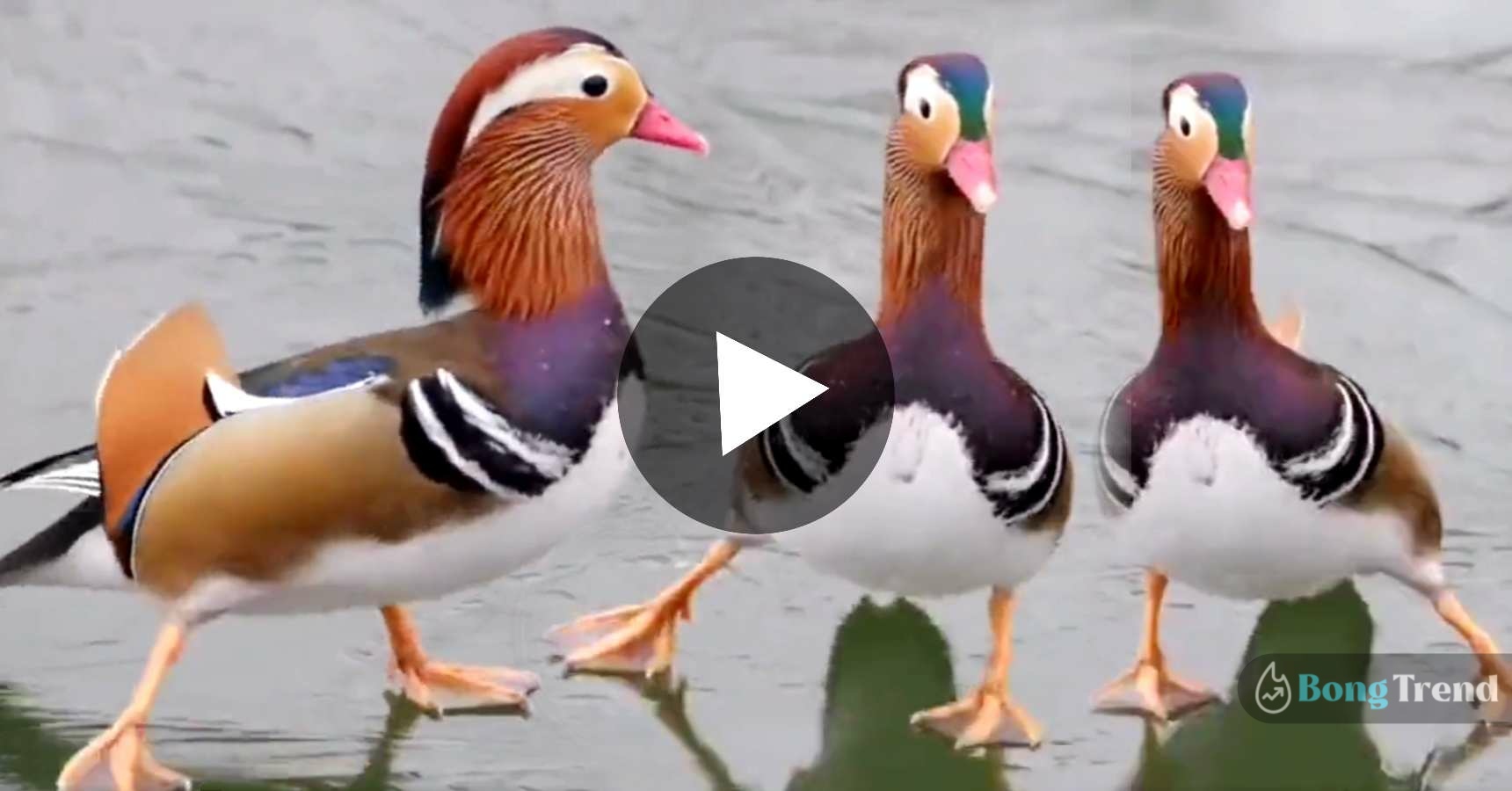 Mandarin Duck dancing like michle jackson video