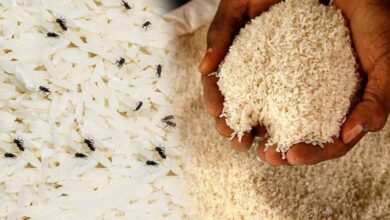 How to keep rice free of insects