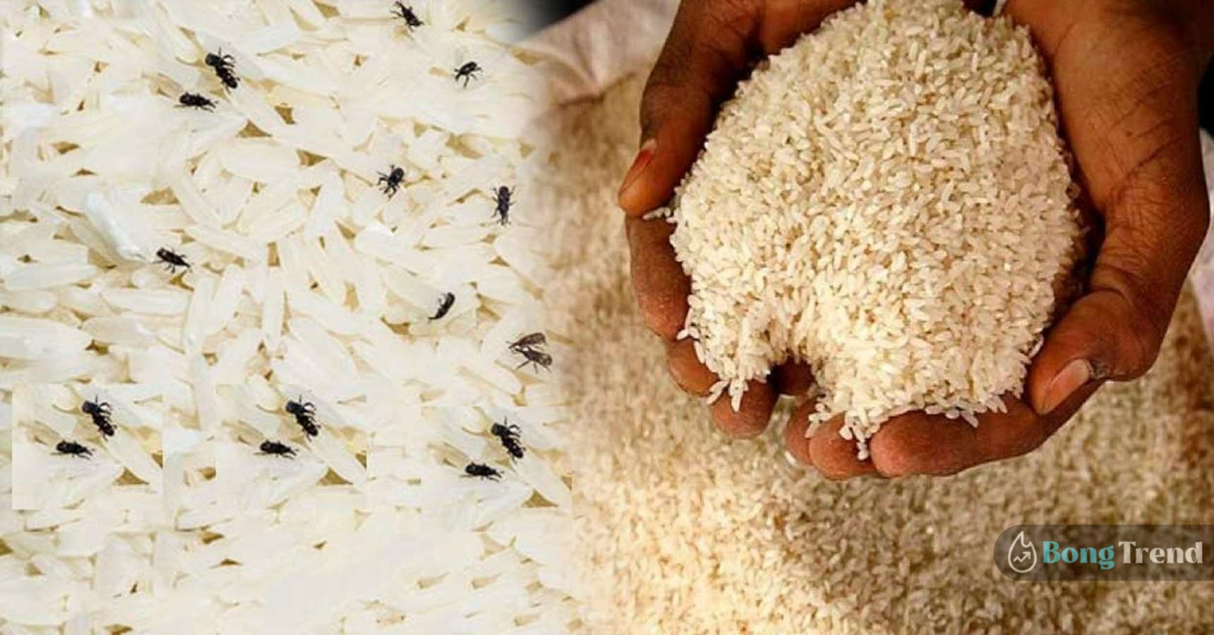 How to keep rice free of insects