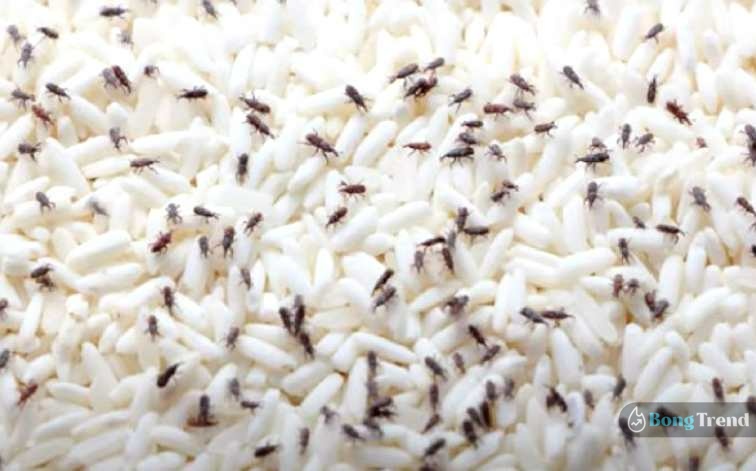 how to store rice insect free