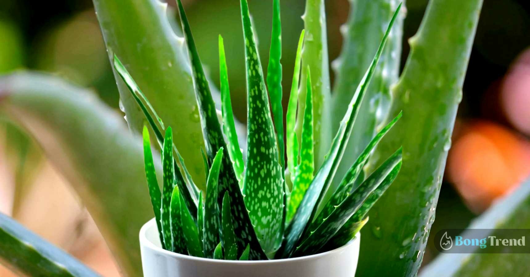 Some benefits of planting Aloevera