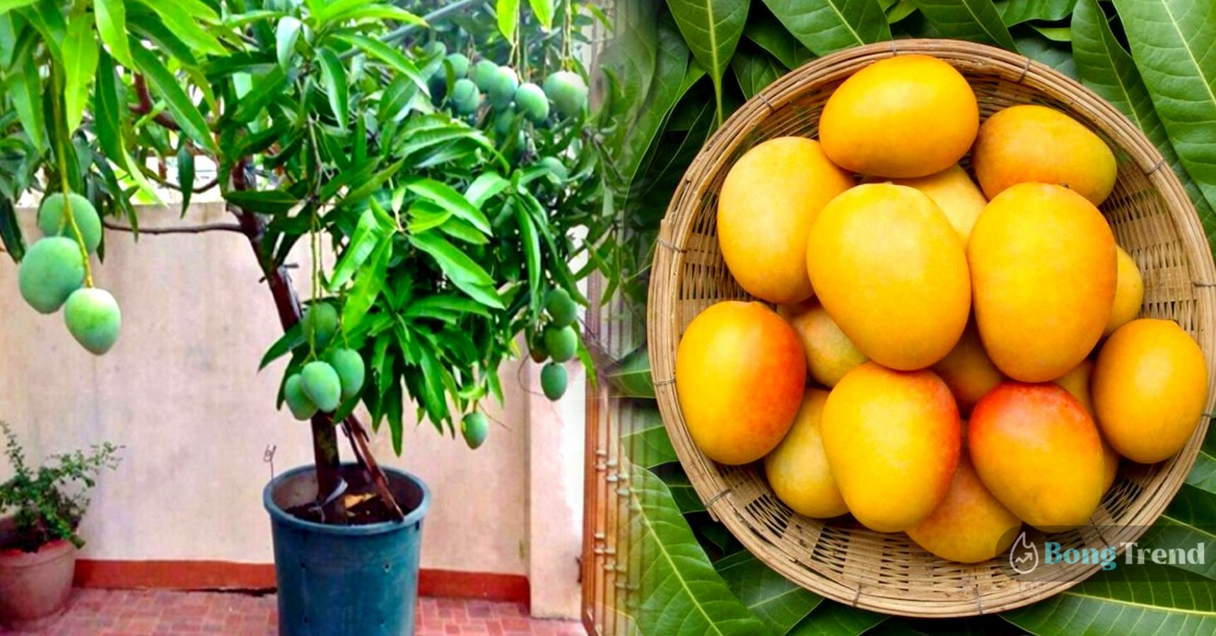 How to do mango tree farming at home