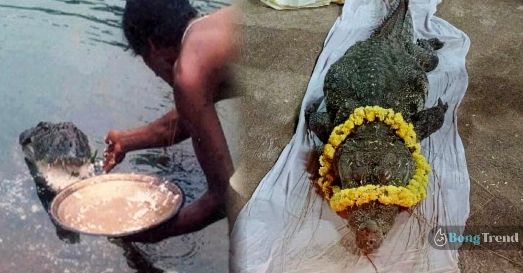 World's One and only vegetarian crocodile babiya dies in kerala video viral on internet