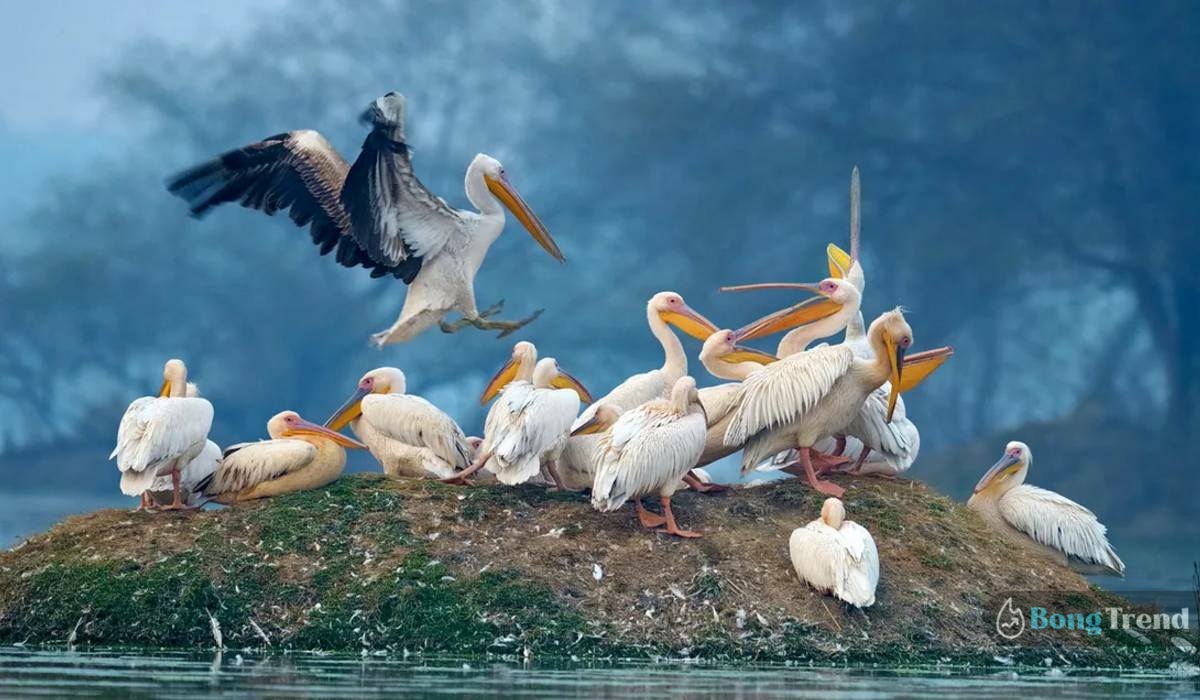 Bharatpur Bird Sanctuary