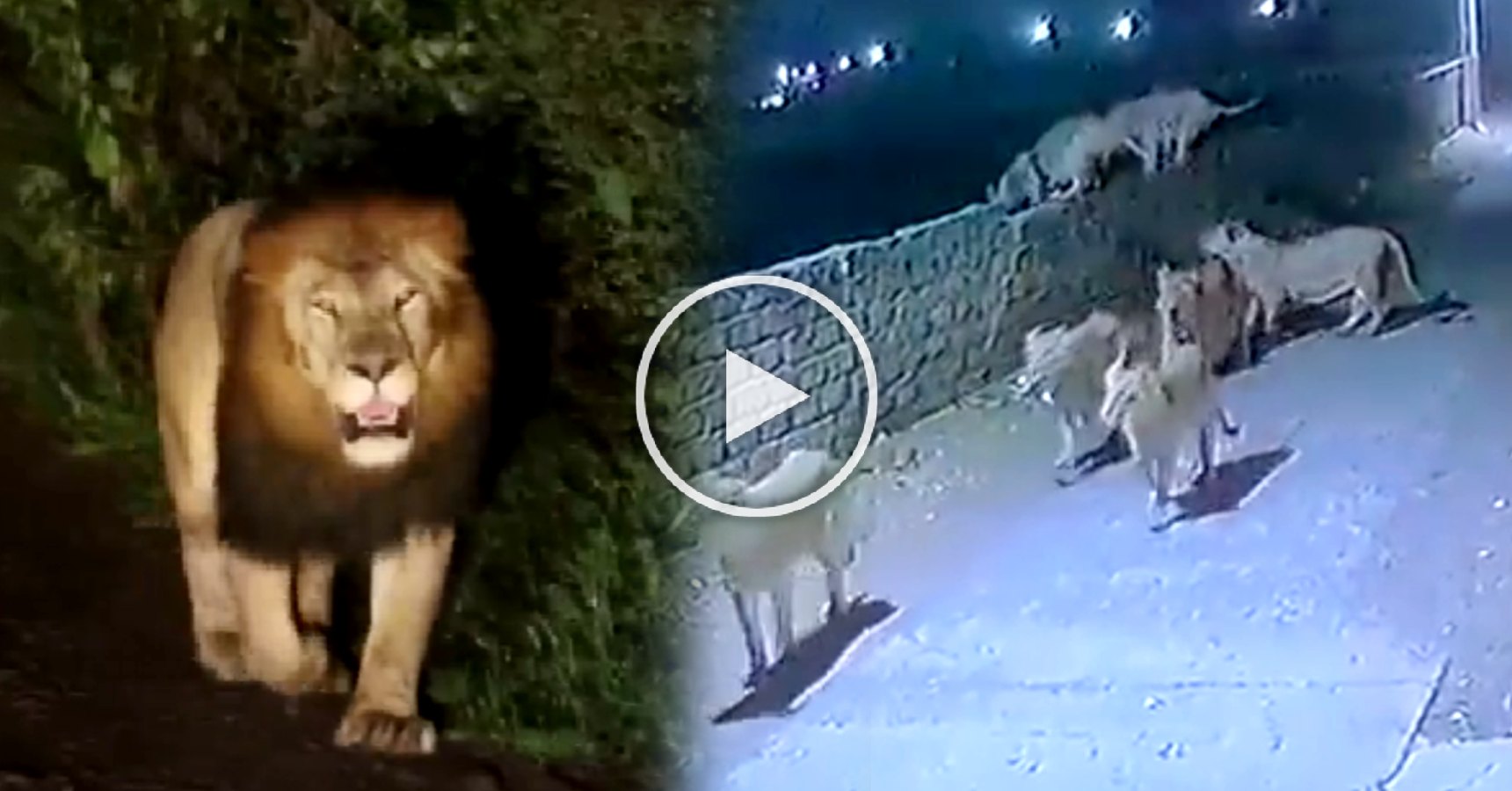 Lions walking on roads of Gujrat at night Viral Video