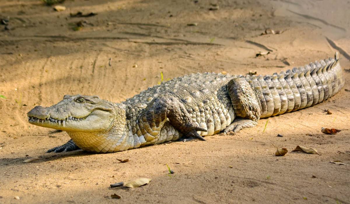 Crocodile, Viral video