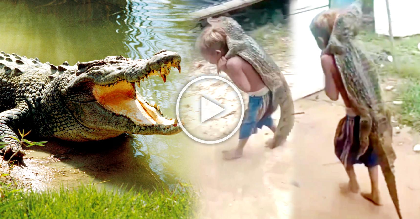 Little boy carrying a crocodile on his back, video goes viral on social media