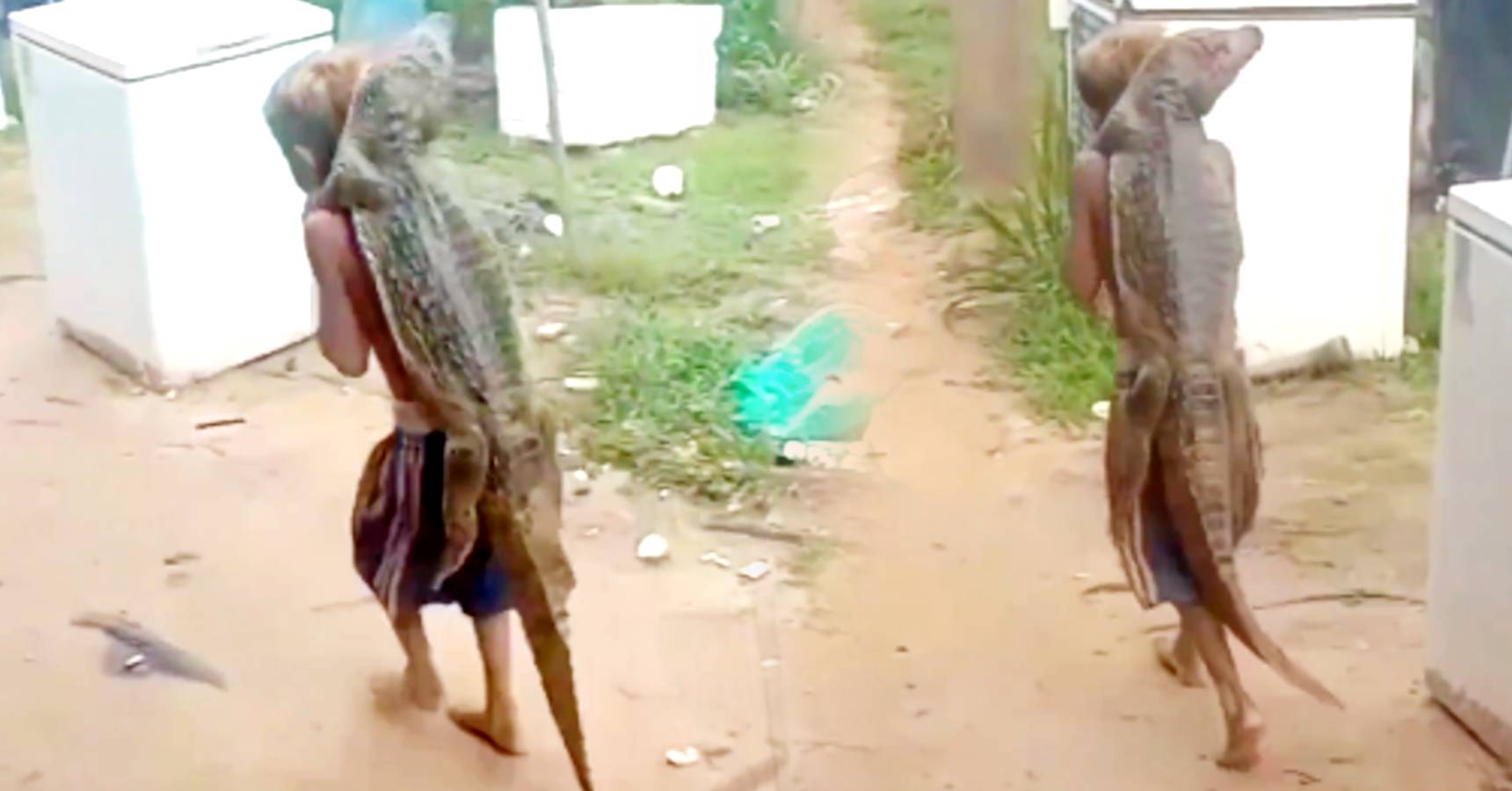 Little boy carrying crocodile, viral video