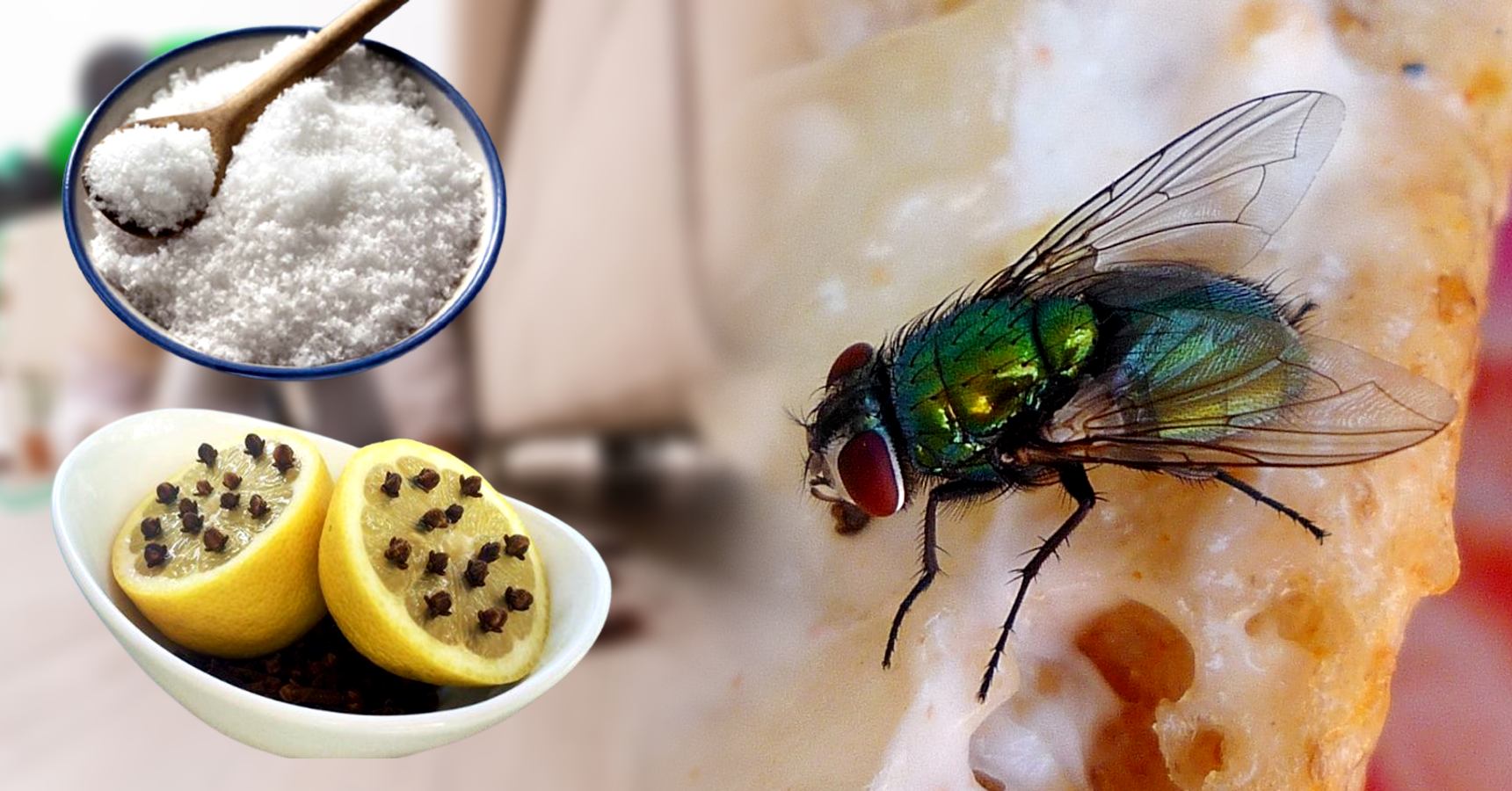 How to get rid of house flies Home Remedies