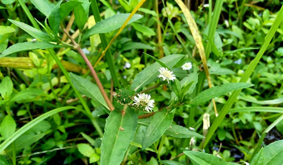 Bhringaraj Hair Oil