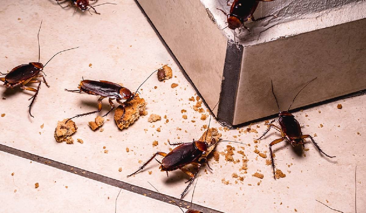 Cockroaches, how to get rid of Cockroaches