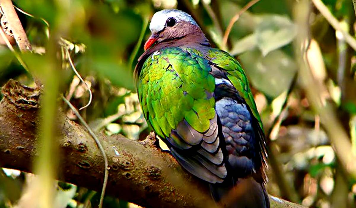 Chintamanikar Bird Sanctuary, Offbeat travel destination near Kolkata