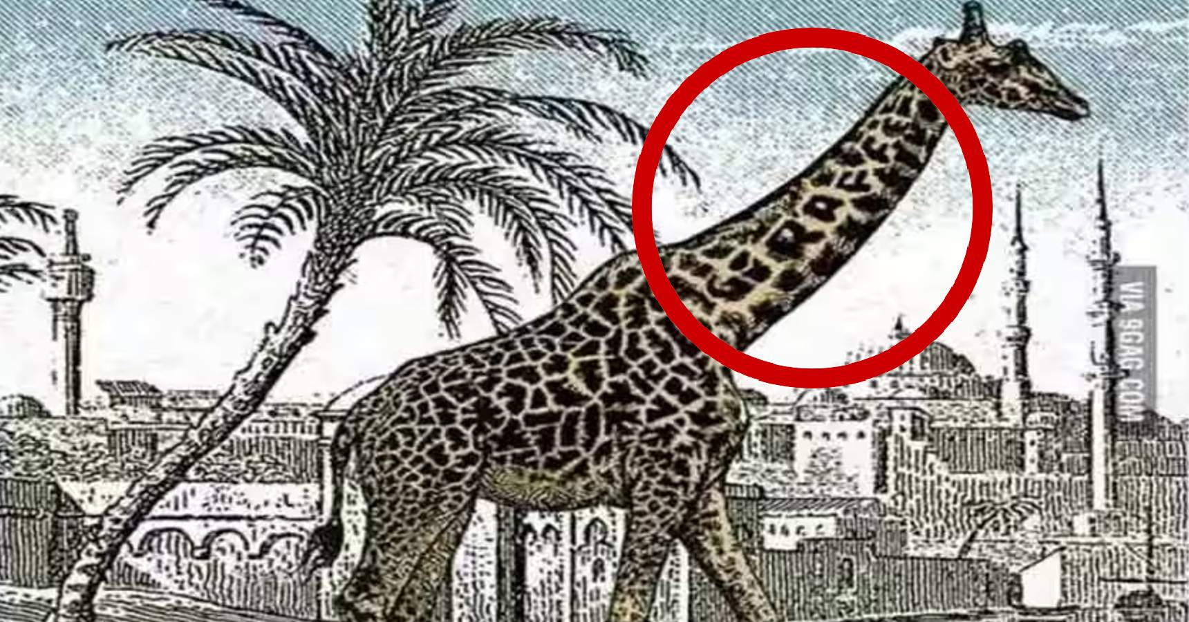 Optical illusion, Optical illusion giraffe 