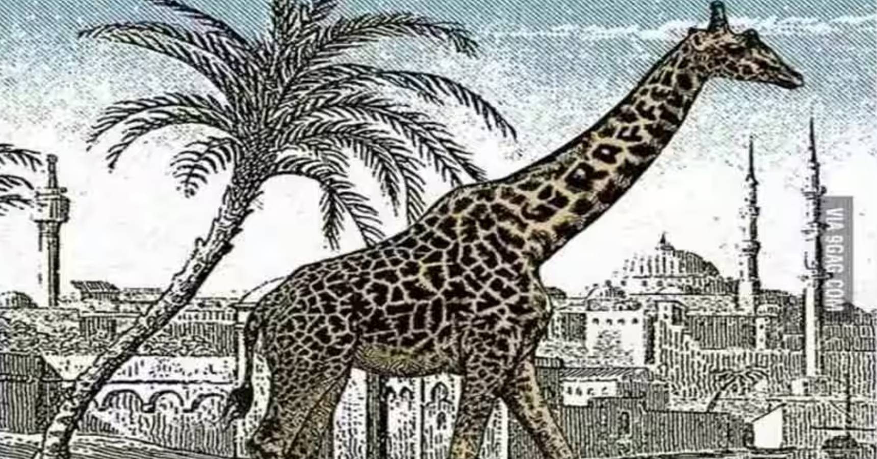 Optical illusion, Optical illusion giraffe