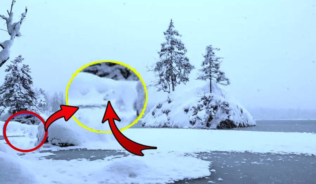 Optical illusion, Optical illusion polar bear in ice