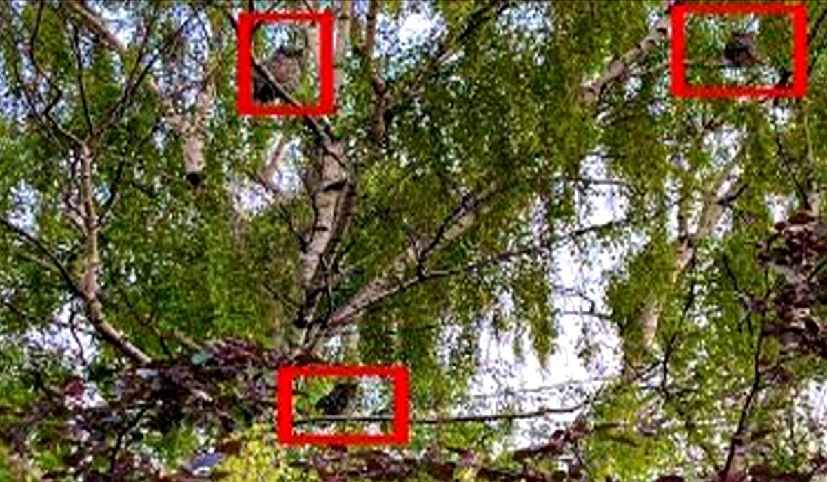 Optical illusion, Three owls in a tree Optical illusion