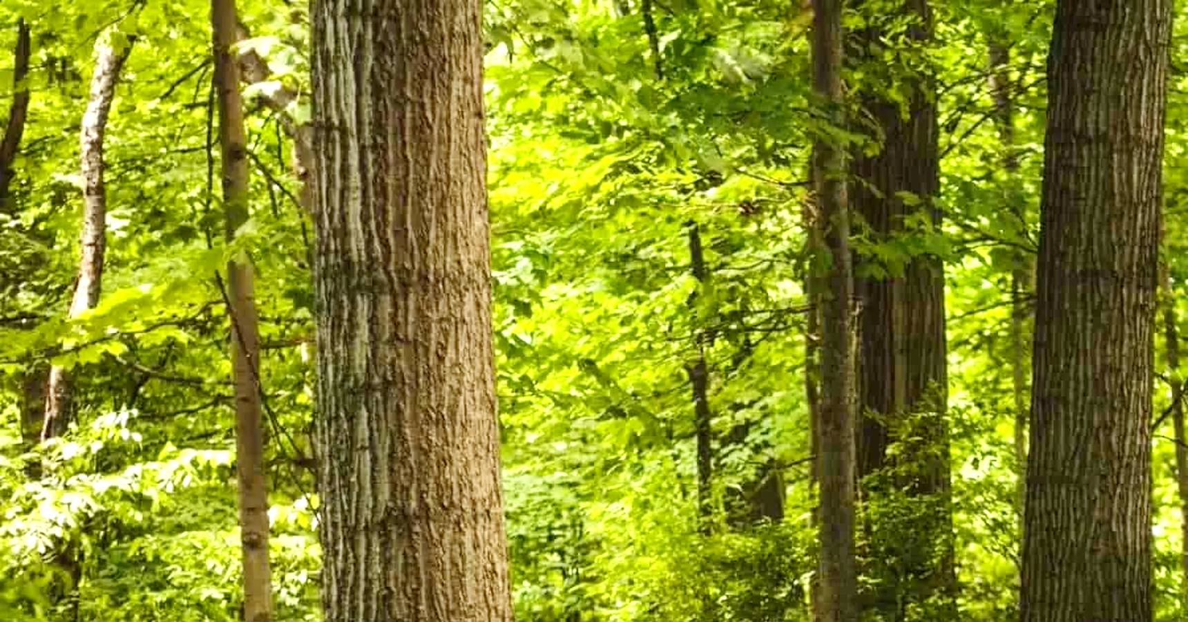 Optical illusion snake in the jungle, Optical illusion snake in the trees