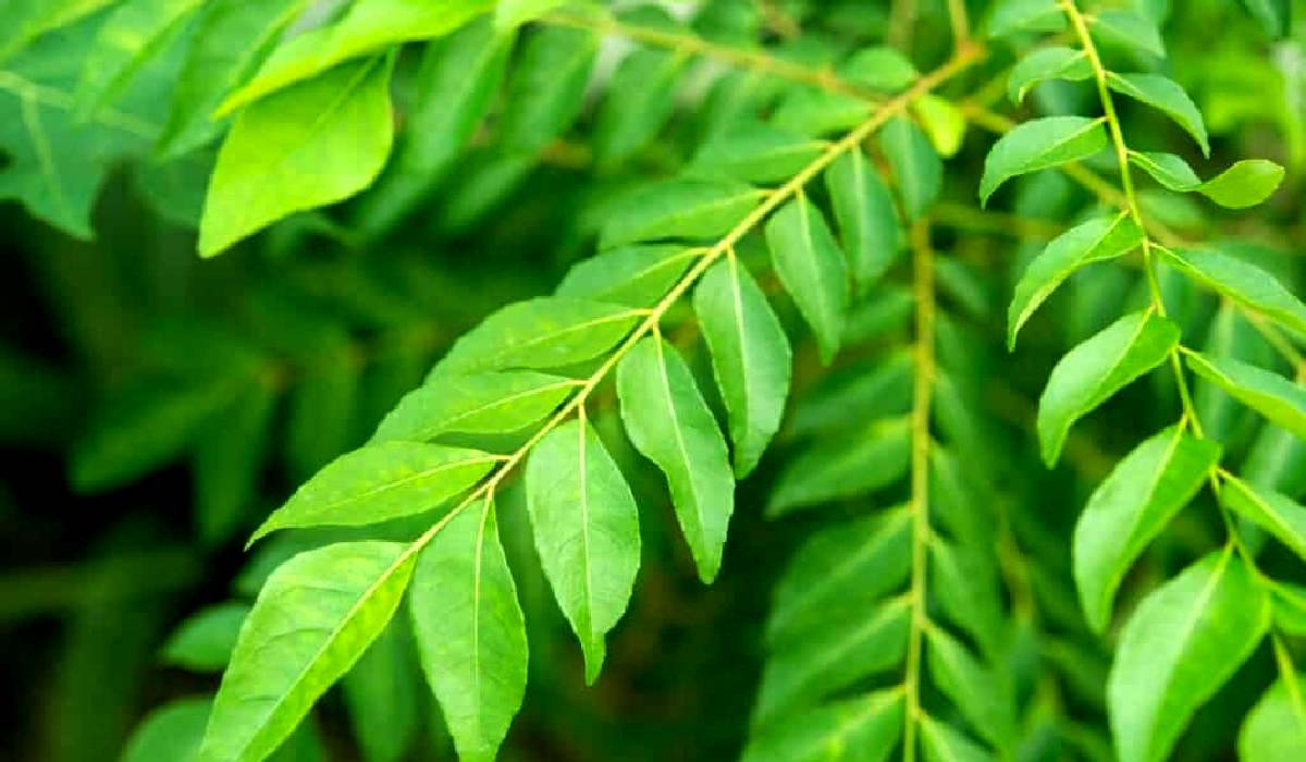 Curry leaves, Monsoon hair problem
