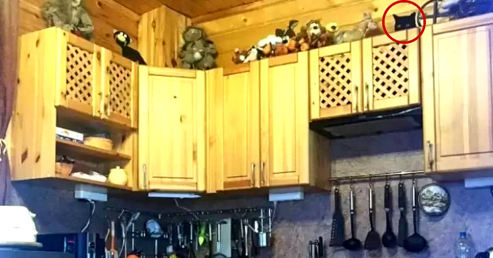 Optical illusion, Optical illusion cat in the kitchen