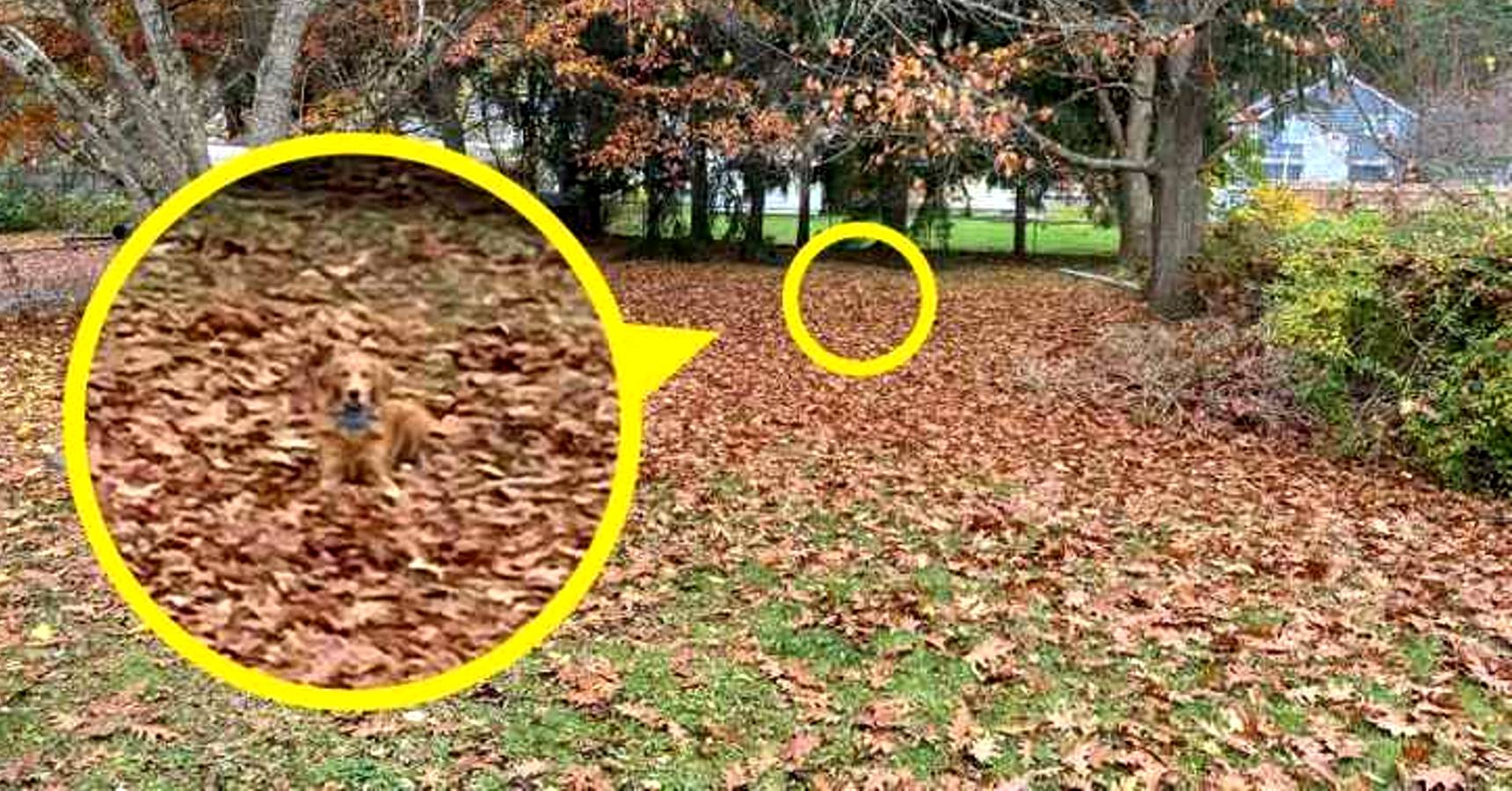 Optical illusion, Optical illusion dog in between tree and leaves