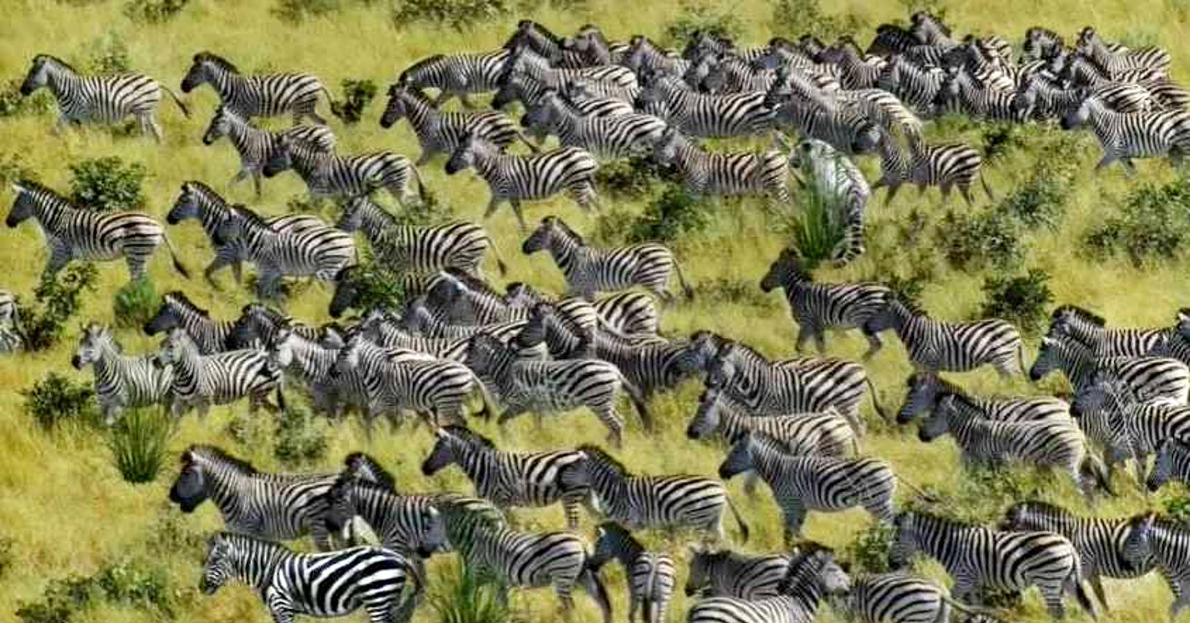 Optical illusion, Optical illusion tiger hidden among zebras