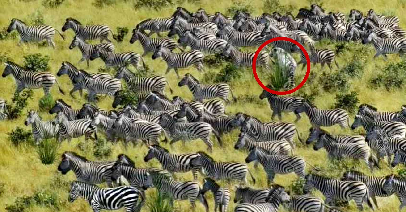 Optical illusion, Optical illusion tiger hidden among zebras 