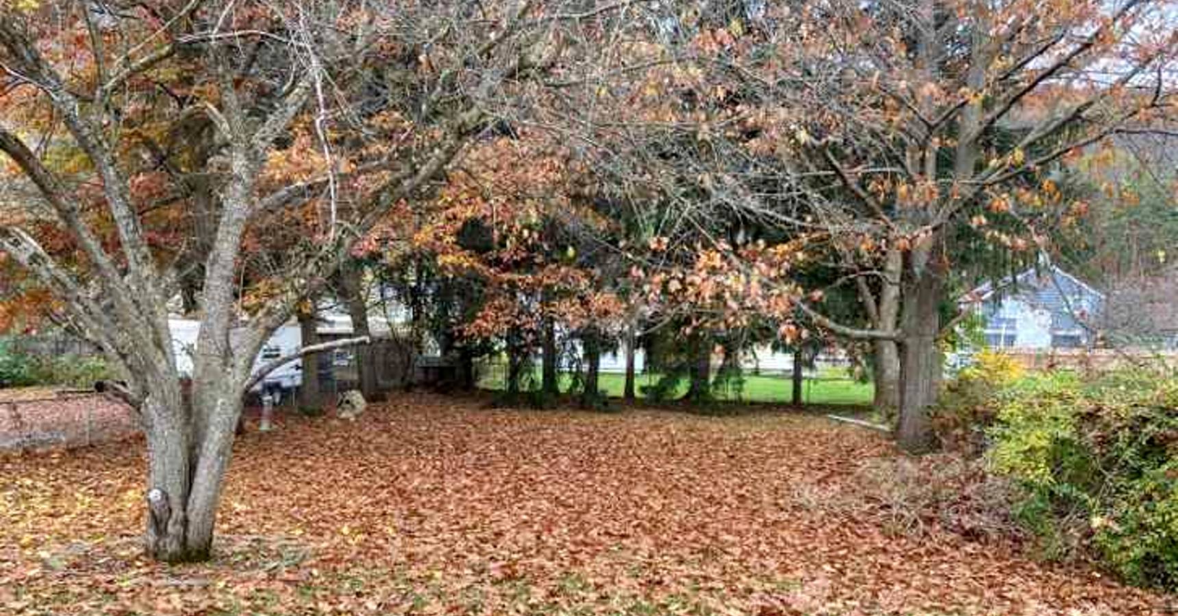 Optical illusion can you find the dog in between tree and leaves within 7 seconds