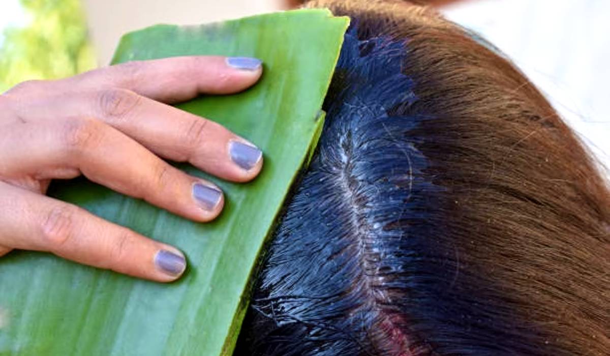Aloe Vera gel for hair, Hair fall problem