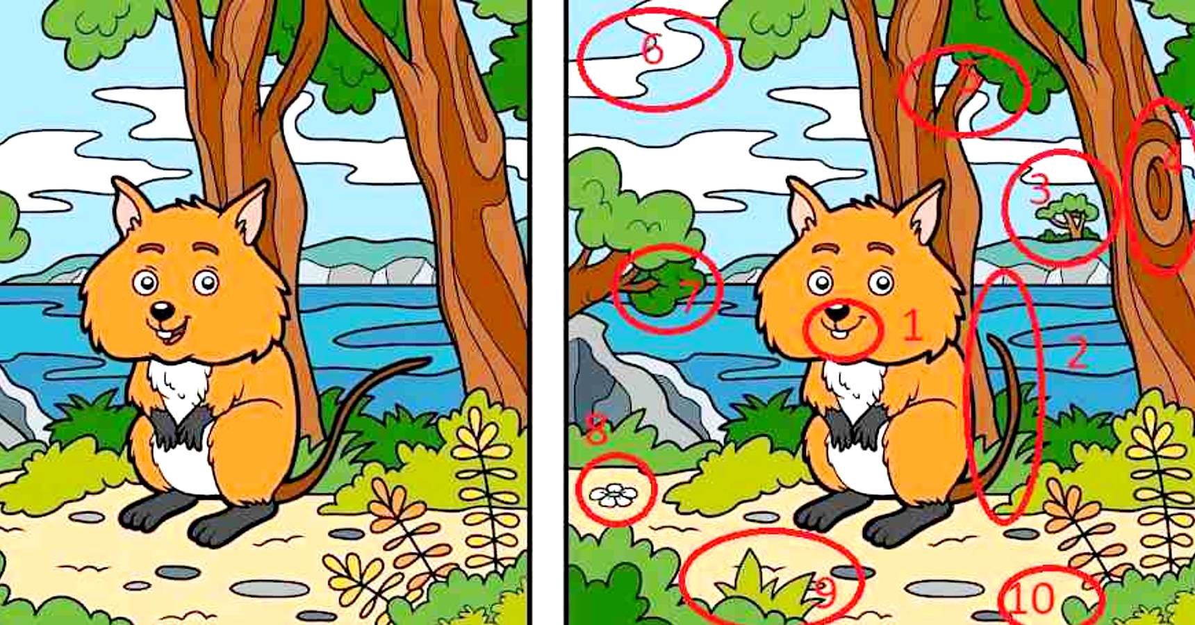 Brain teaser, Brain teaser fox, Brain teaser difference between the fox 