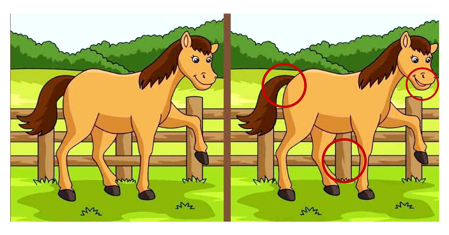 Brain teaser, Brain teaser horse, Brain teaser difference between the horses 