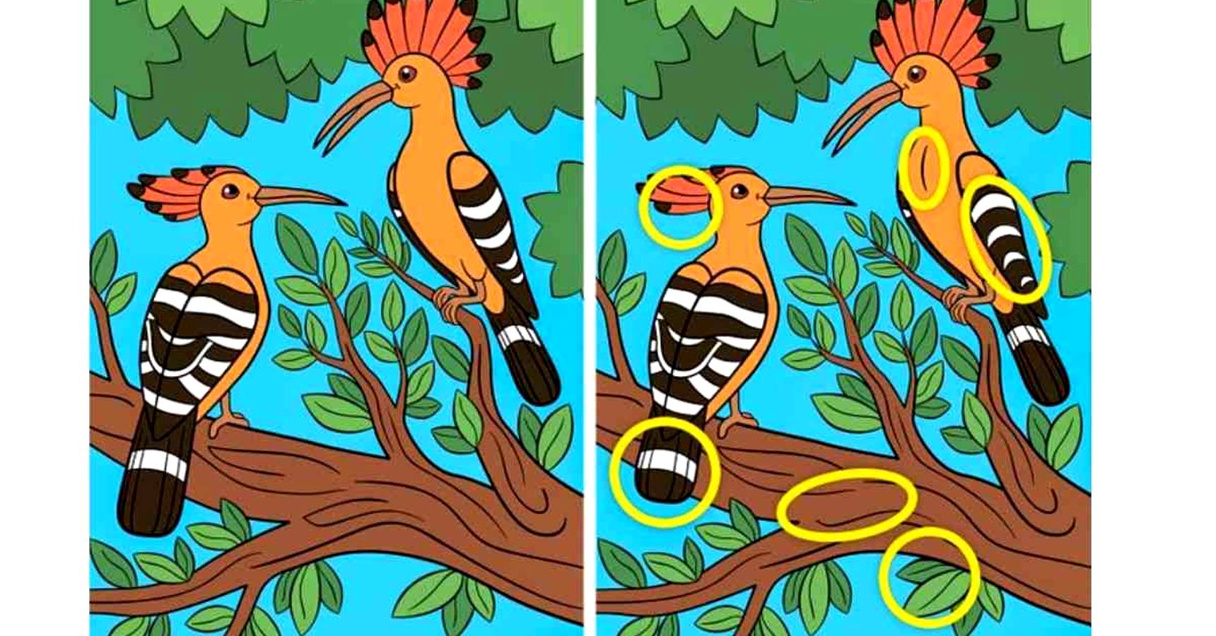 Brain teaser, Brain teaser woodpeckers, Brain teaser find the difference woodpeckers