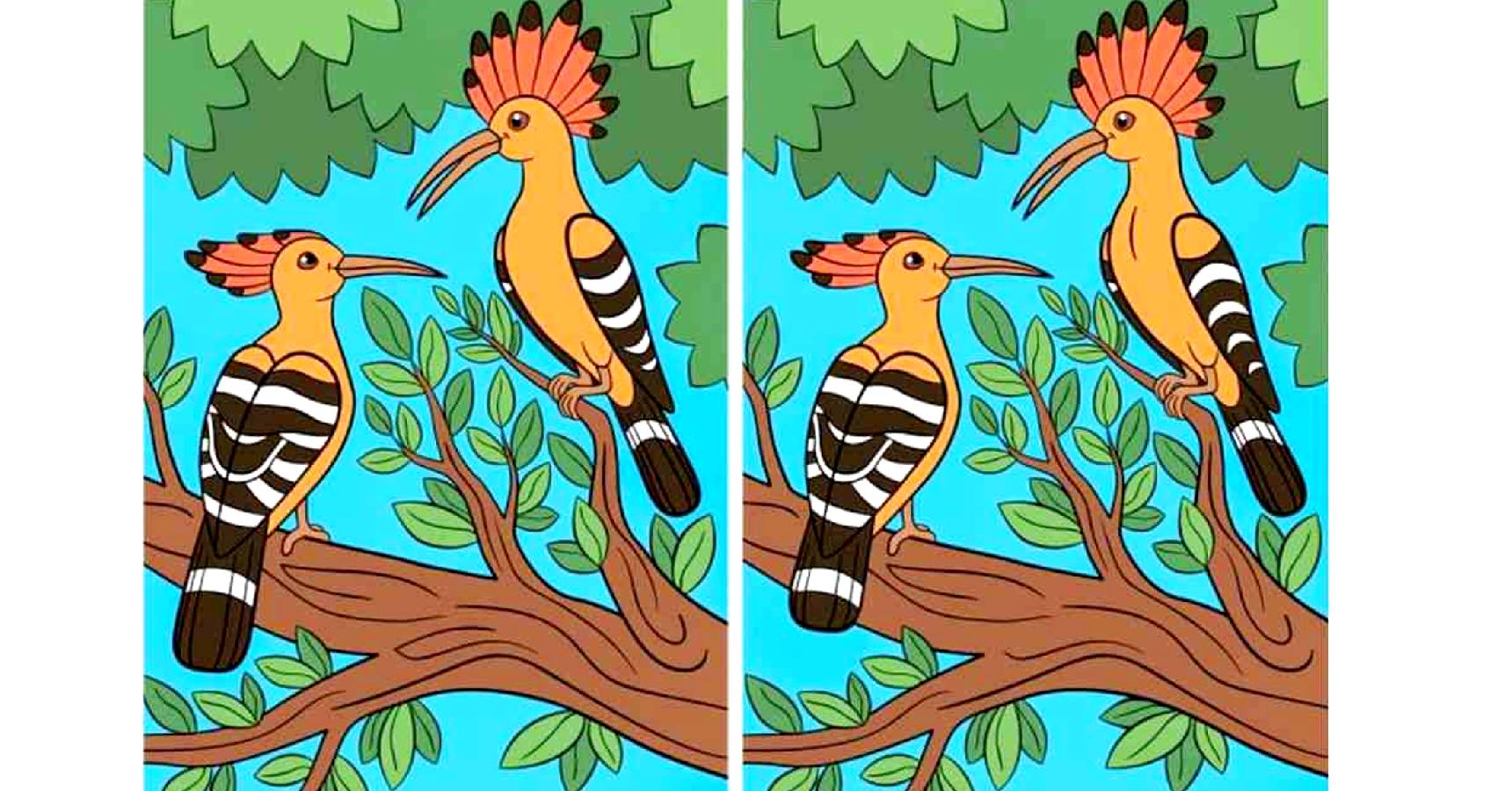 Brain teaser, Brain teaser woodpeckers, Brain teaser find the difference woodpeckers