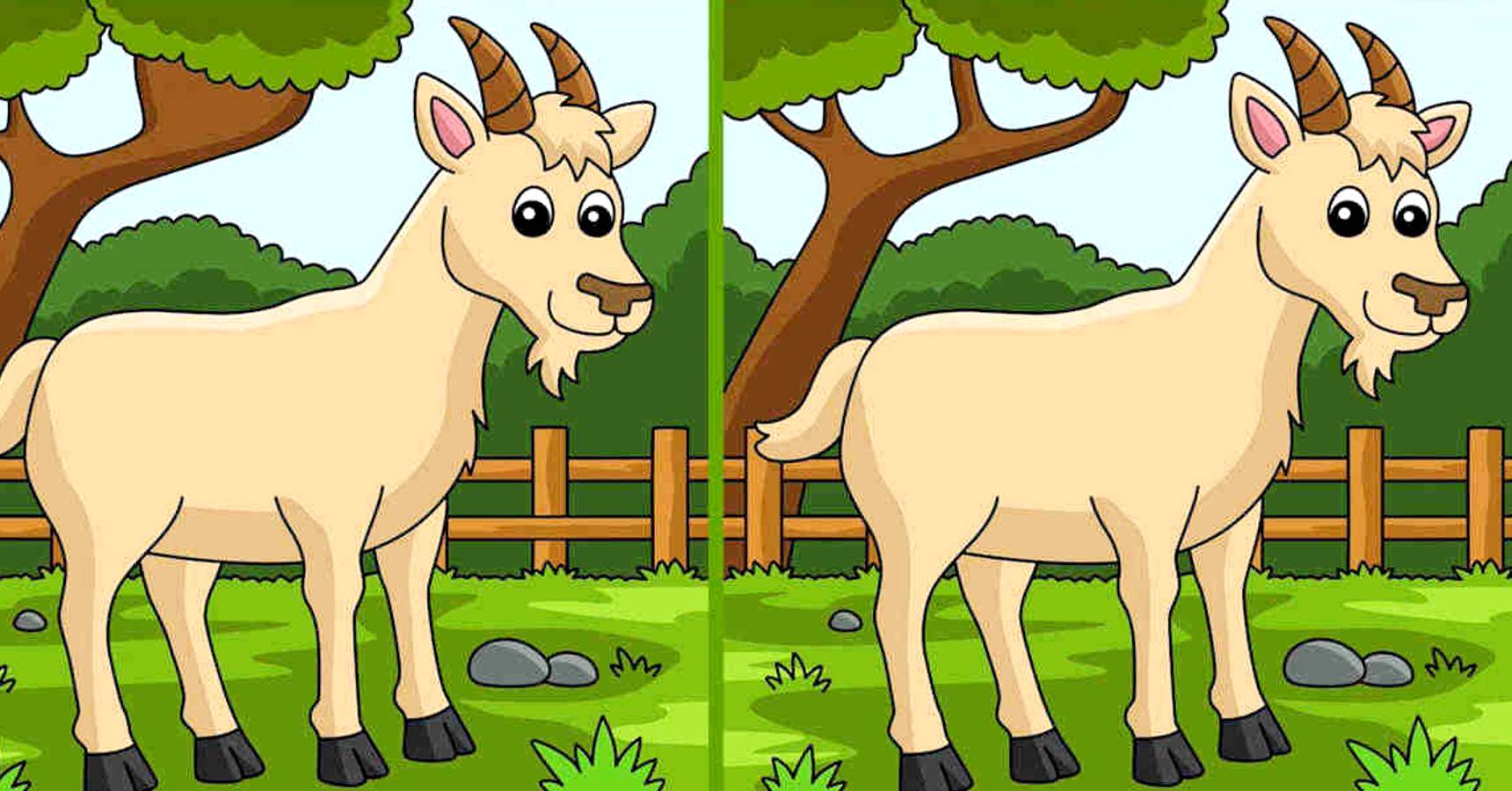 Brain teaser can you find 3 differences between the two goats within 13 seconds