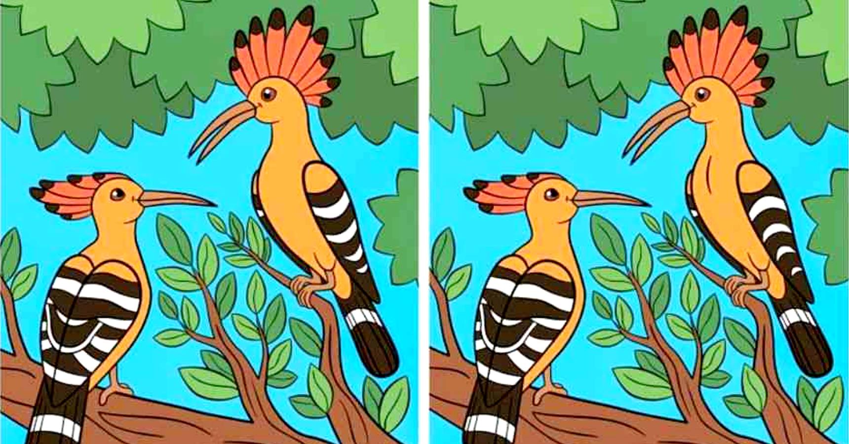 Brain teaser can you find 6 differences between the woodpeckers within 30 seconds