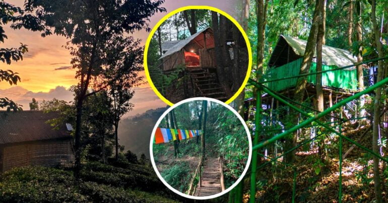 Offbeat Travel Destination North Bengal Sepoy Dhura Tea Garden Eco Pulse Camp