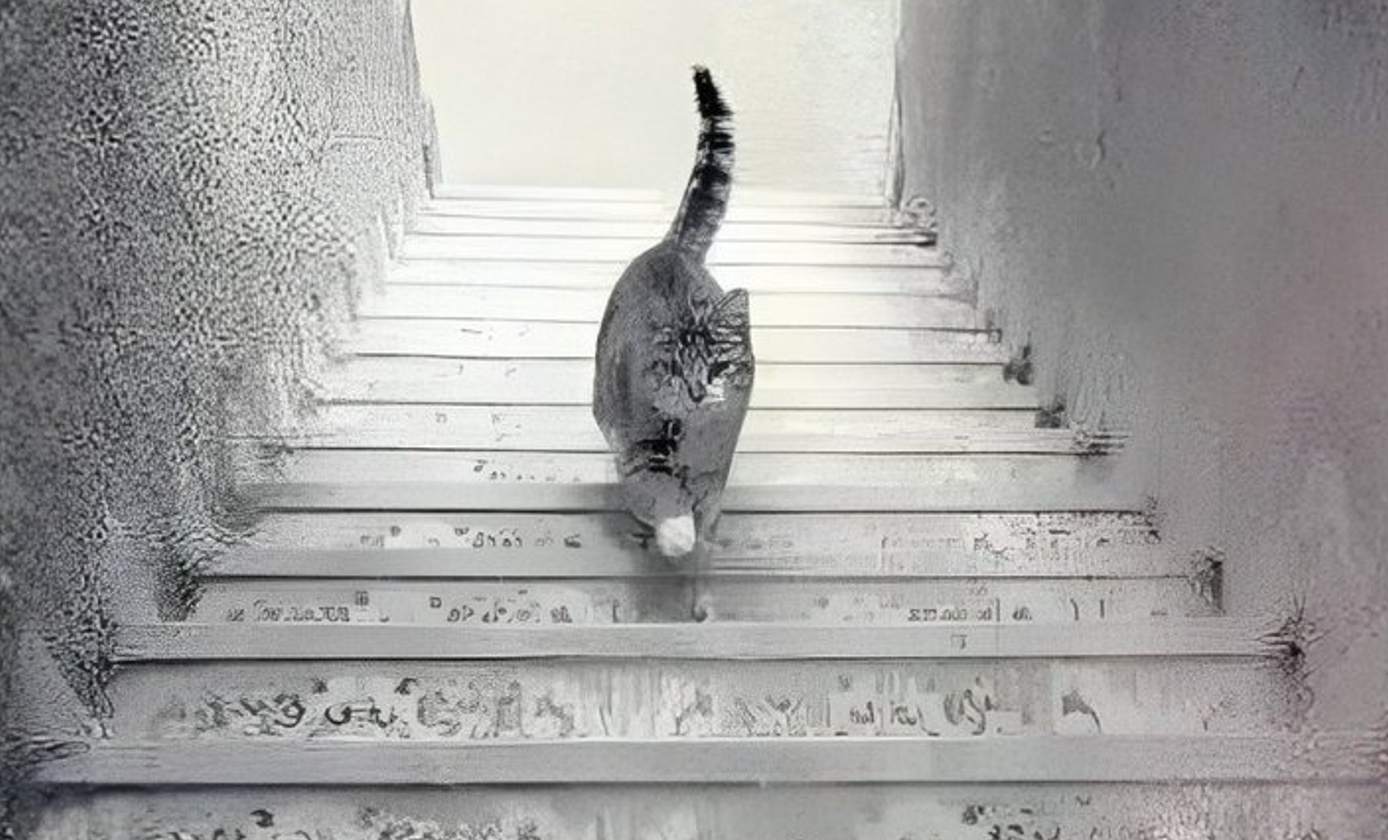 Optical Illusion Is this cat going up or coming down 99% failed to answer