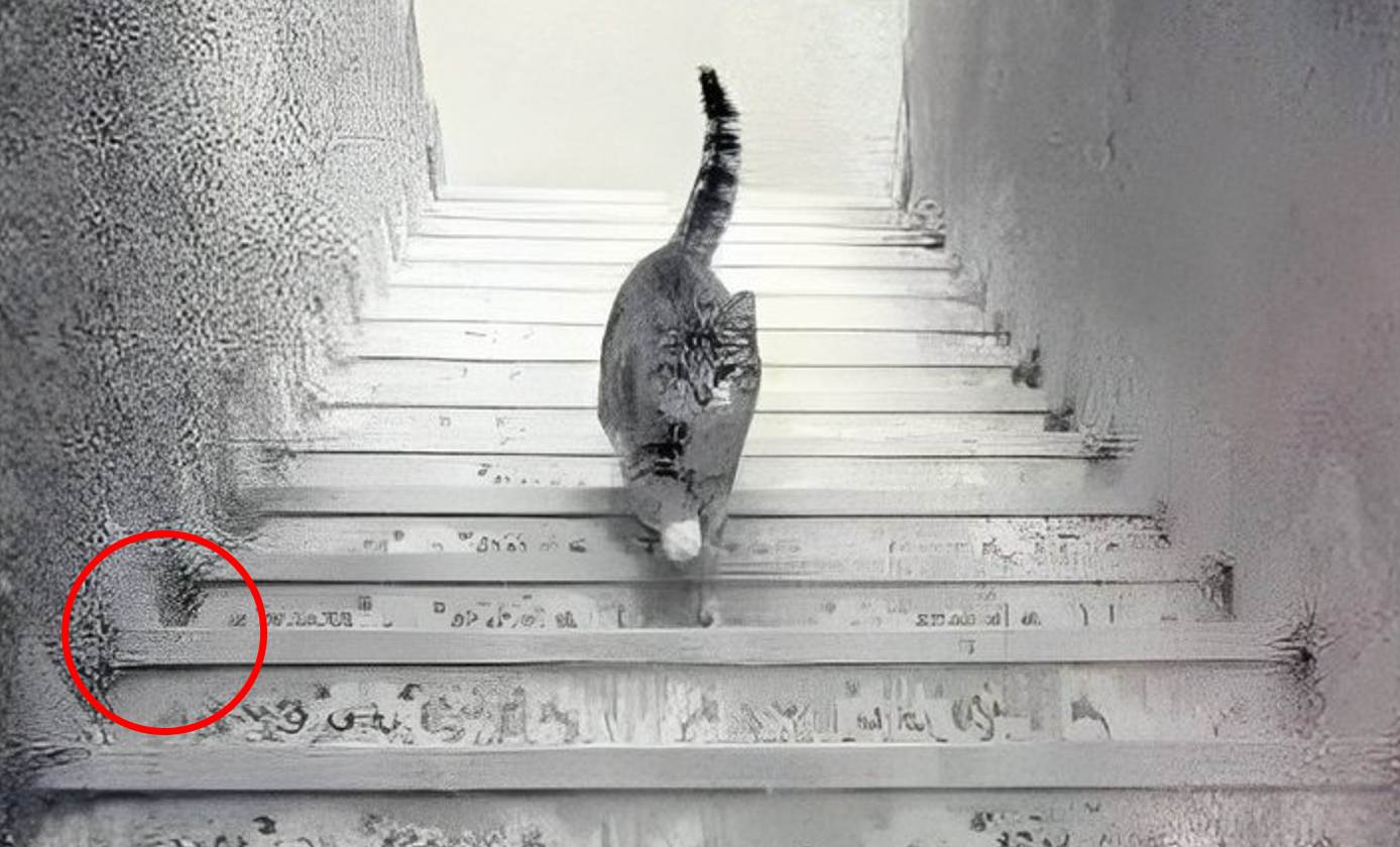 Optical Illusion Is this cat going up or coming down 99% failed to answer