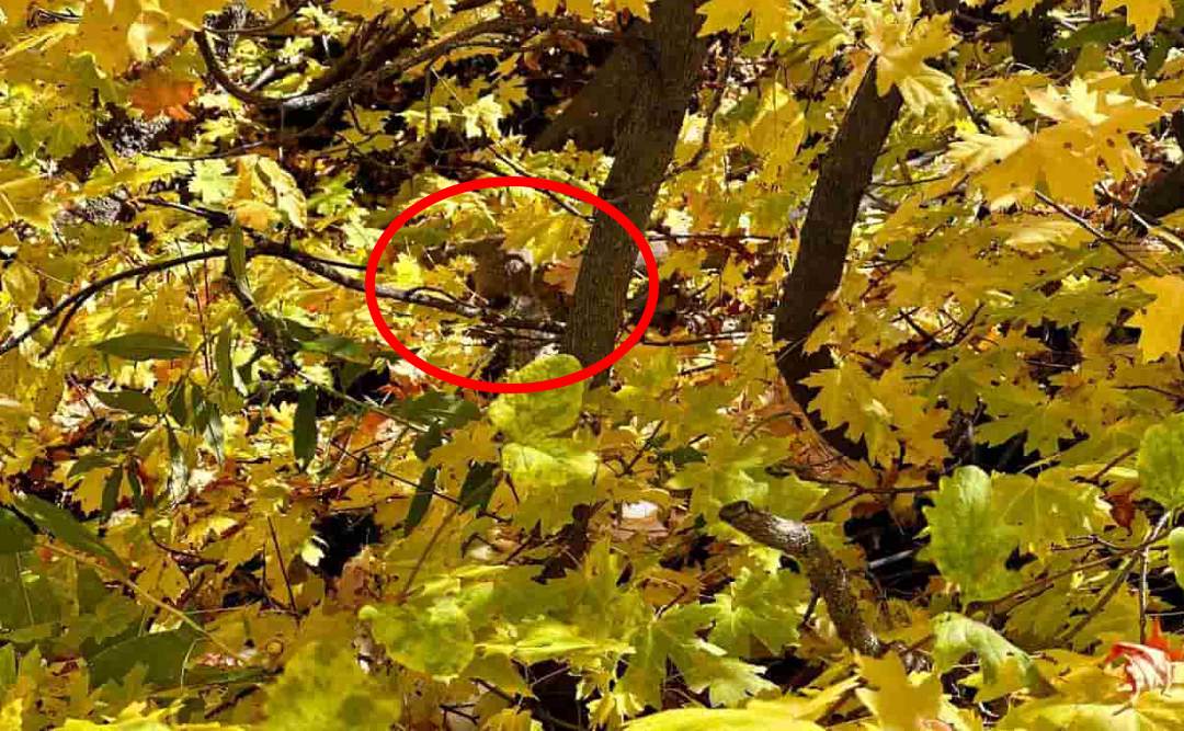 Optical Illusion find the Hidden Squirell in the picture