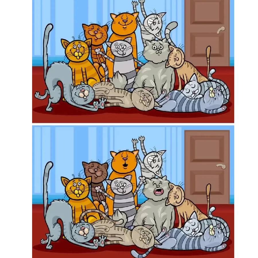 Optical illusion, Optical illusion find the difference in cat images