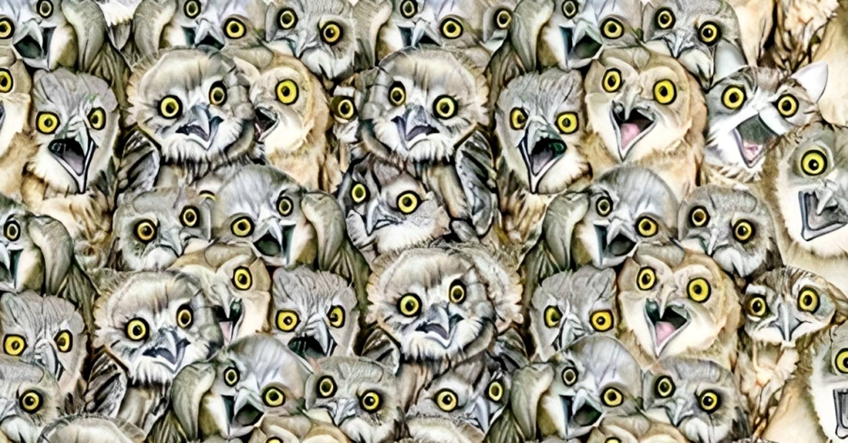 Optical Illusion find the Cat among Owls