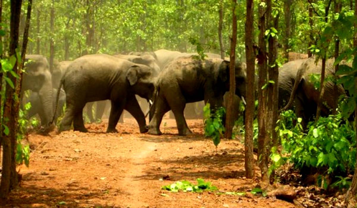 Travel Jharkhand Jungle Safari