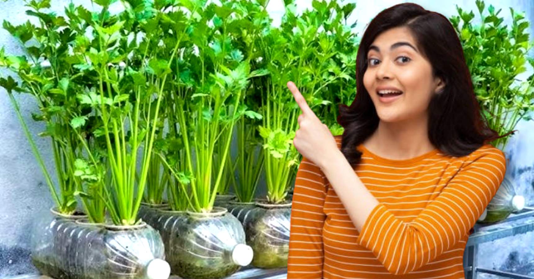 How to Grow Coriander Plant at home with plastic bottles in winter
